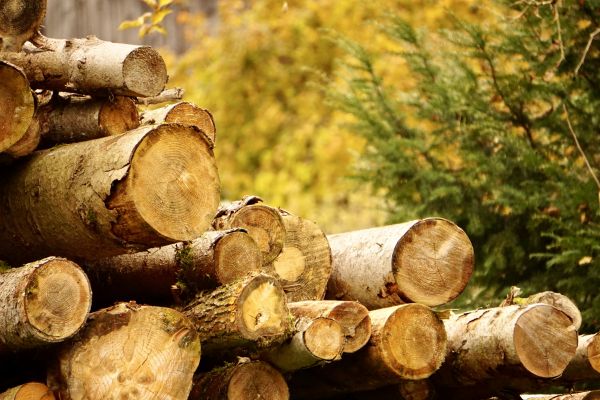 Wood Pile Removal in Columbia