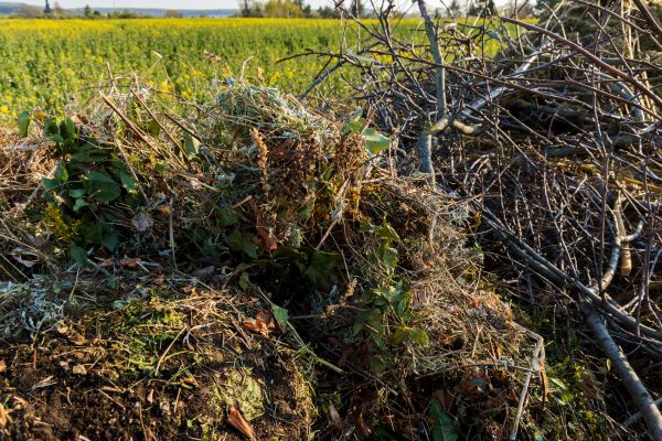 Brush Disposal in Columbia