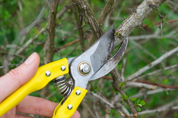 Limbs Removal in Columbia