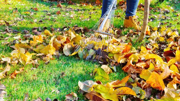 Lawn Cleanup Service in Columbia