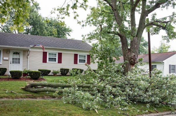 Fallen Branch Removal in Columbia
